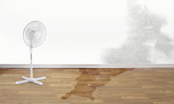 Best Water damage cleanup near me  in Newton Falls, OH
