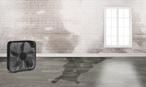 Best Water damage restoration near me  in Newton Falls, OH